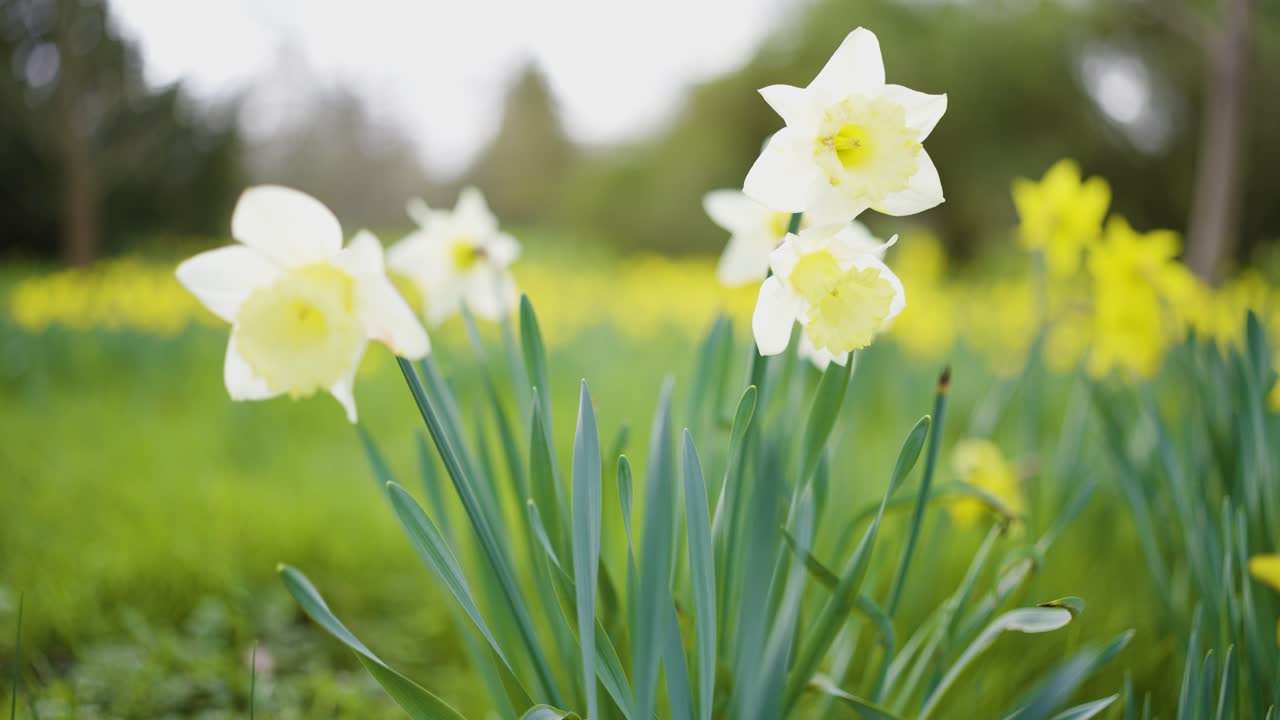 Beautiful Daffodils in a Spring Garden