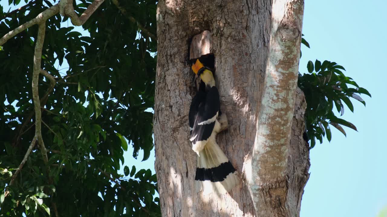 vuela hacia el nido y se aferra para alimentar a la hembra dentro, gran cálao indio buceros bicornis, parque nacional khao yai, tailandia