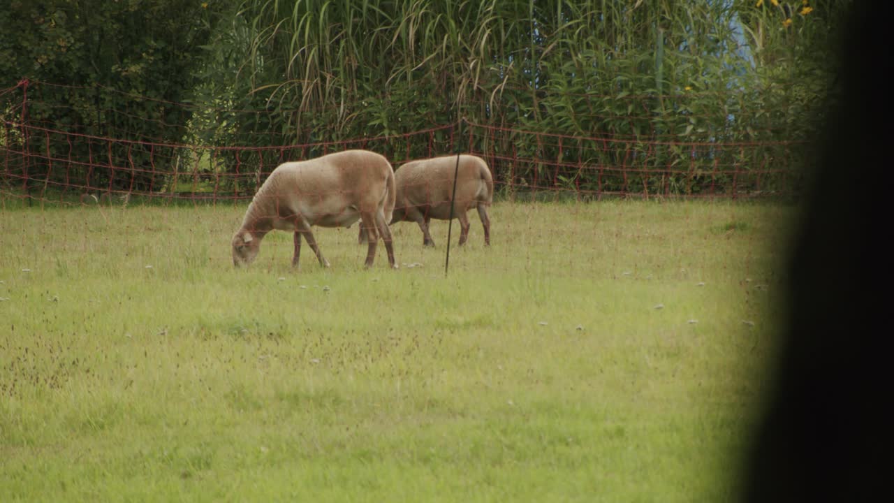 정원에서 양 두 마리가 풀을 뜯고 있다
