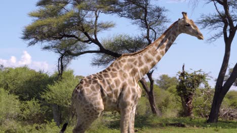 giraffe appearing in front of the camera