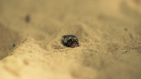 hermit crab in the sand