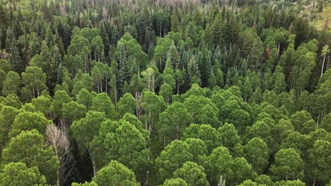 trees blowing in the wind during a storm in silverthorne colorado aerial dolly 4k