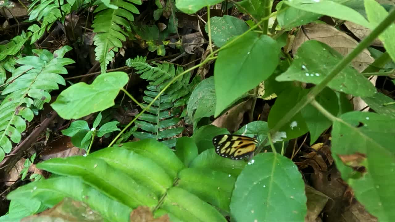mariposa volando alrededor de hojas verdes abriendo y cerrando alas