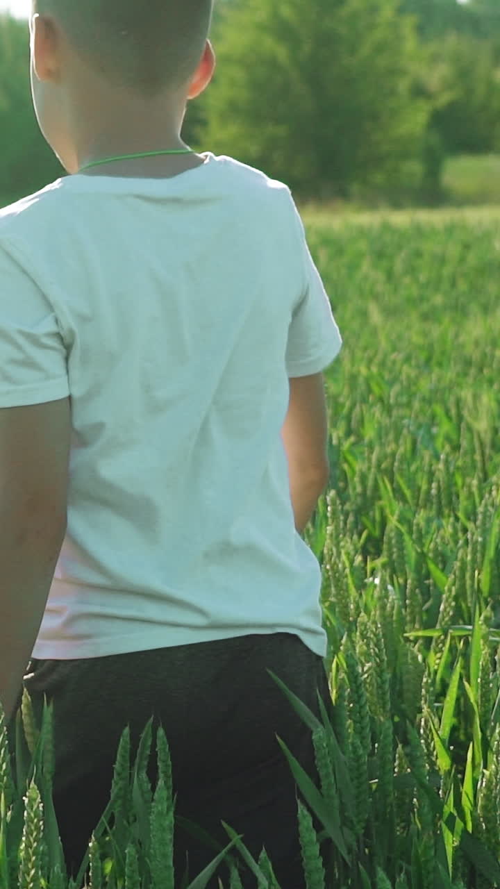 A kid with his back is walking across wheat field and examining the picturesque landscape around himself on vacation in the summer. Slow motion Vertical video