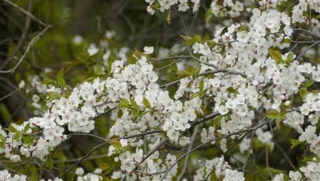 Hermoso-Pájaro-Carricero-De-Magnolia-Saltando-Sobre-Un-Manzano-Floreciente,-Vista-Estática