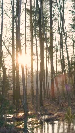 sunset in a winter forest swamp