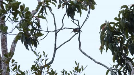 magnificent flock of toucans playing around on tree canopy in rainforest and turns head. amazing with beautiful feathers.