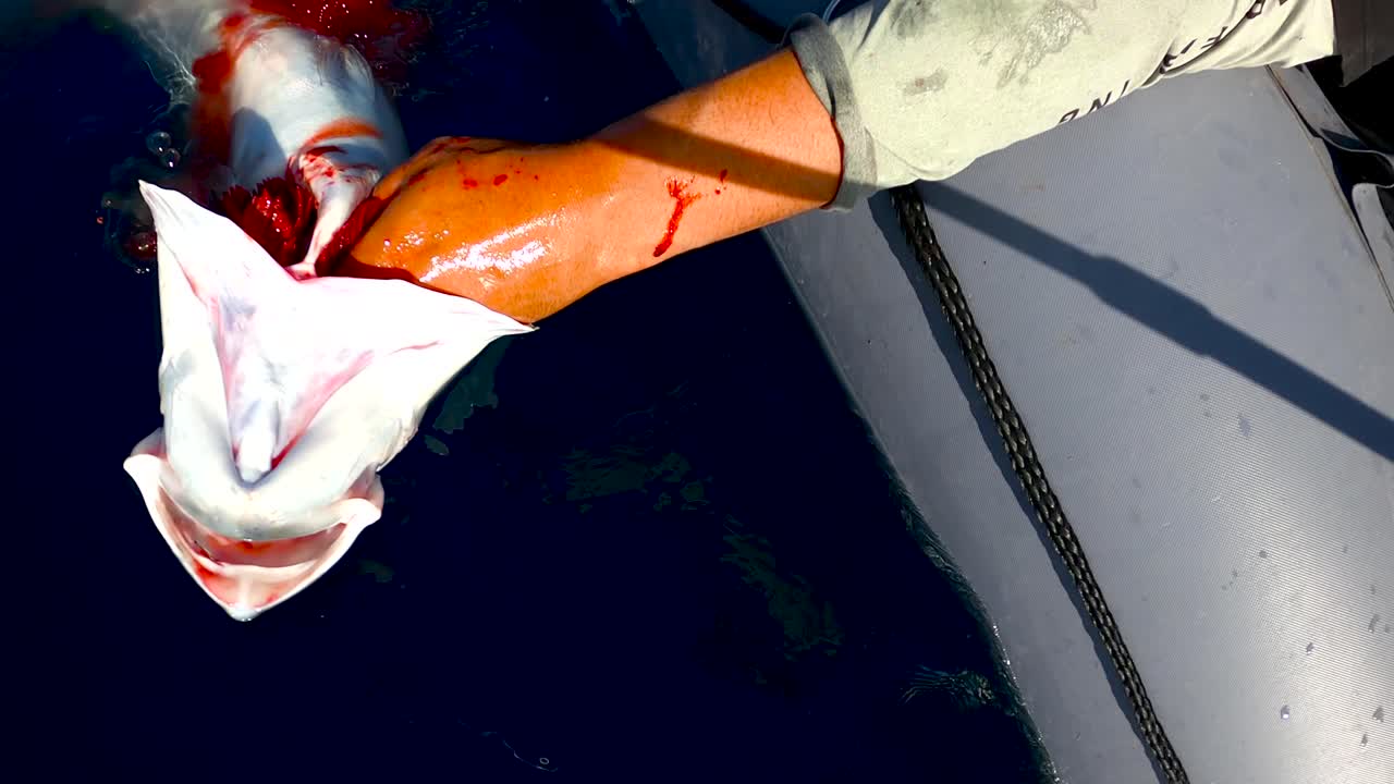 Fish struggles at surface, mouth gaping wide, blood drips out of gills, fisherman removes stuck hook