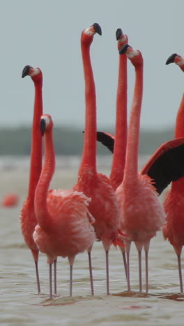 Rosa-Flamingo-Mexiko-Tierwelt-Vögel