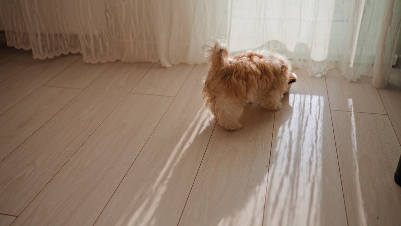 Puppy Explores Home, Young Dog Roams Around Freely, Small Puppy Moves Throughout Brightly Illuminated House, An Energetic Young Puppy Investigates Every Corner Of Brightly Lit Home With Enthusiasm