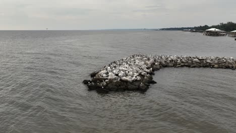 Busy-water-birds-near-Mobile-Bay,-Alabama