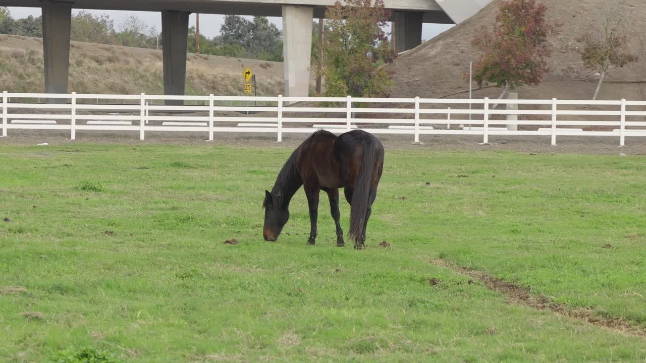 Un cavallo pascola tranquillamente in un quieto pascolo di Modesto, con il recinto e la terra sconfinata che creano un momento rurale sereno e ricco di dettagli naturali e delicati