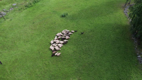 aerial view of two young dogs herding sheep succesfully, finland, scandinavia