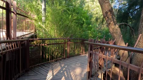 wooden path through lush greenery at melbourne zoo