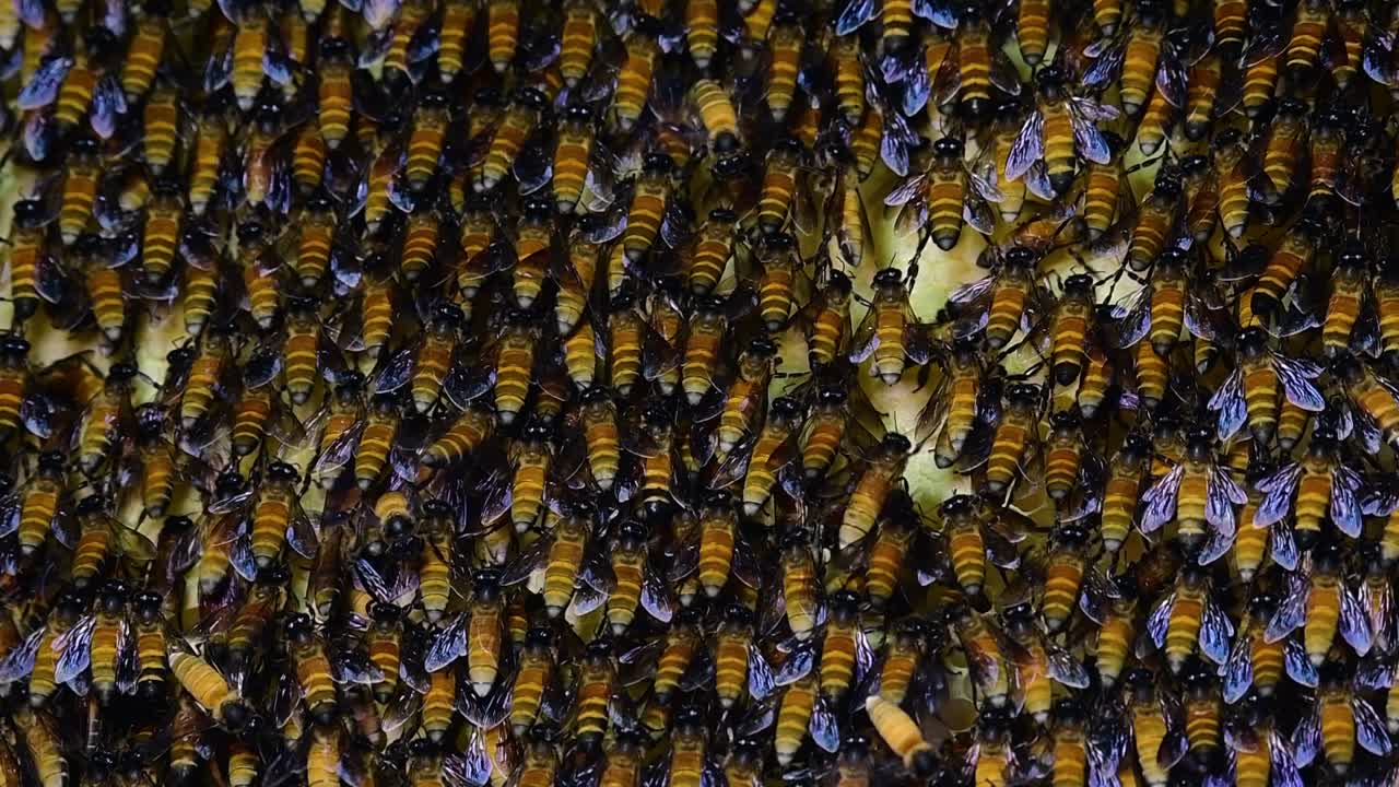se sabe que las abejas melíferas gigantes construyen grandes colonias de nidos con bolsillos simétricos hechos de cera para almacenar miel como fuente de alimento.