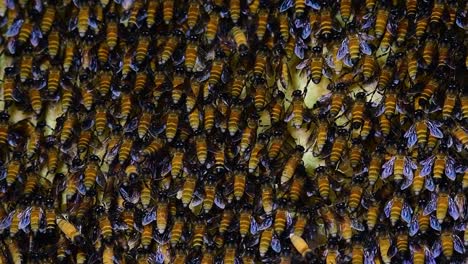 Se-Sabe-Que-Las-Abejas-Melíferas-Gigantes-Construyen-Grandes-Colonias-De-Nidos-Con-Bolsillos-Simétricos-Hechos-De-Cera-Para-Almacenar-Miel-Como-Fuente-De-Alimento.