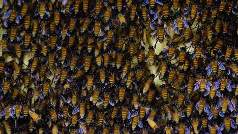 giant honey bees are known to build large colonies of nest with symmetrical pockets made of wax for them to store honey as their food source