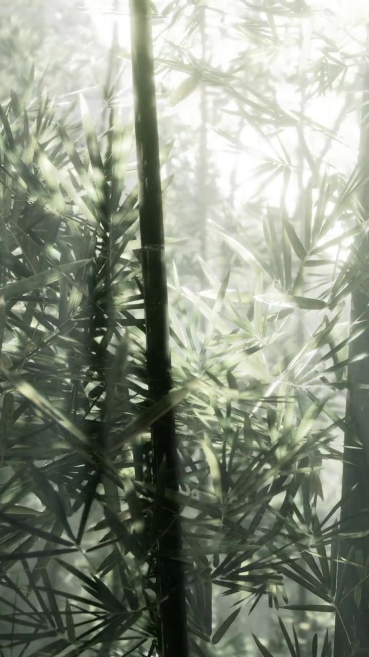 La luce filtra attraverso le foglie di bambù in una foresta al mattino