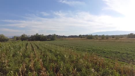 volando sobre un campo agrícola de girasoles y alfalfa