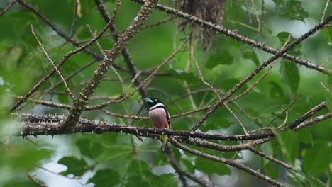 seen looking to the left while perched on a thorny branch as the camera zooms out, black-and-yellow broadbill eurylaimus ochromalus, kaeng krachan national park, thailand