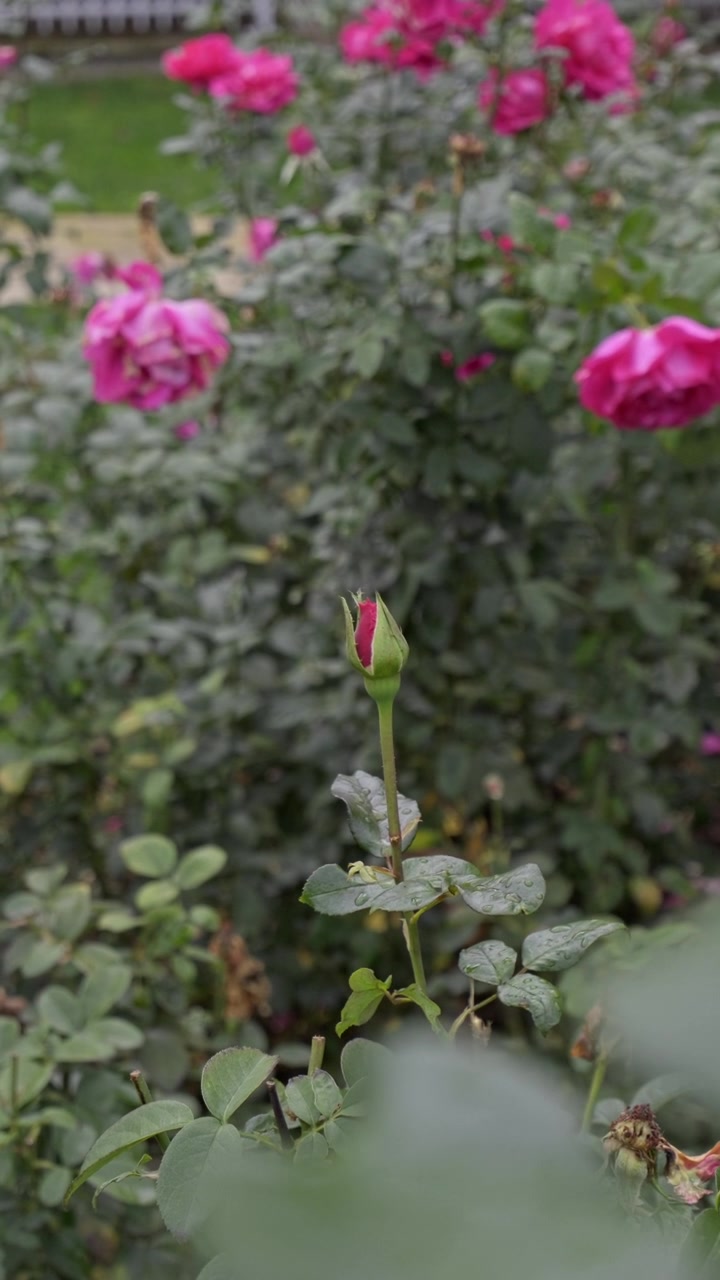 Várias rosas cor-de-rosa vibrantes espalhadas por um alto arbusto de rosas verde em uma vista de jardim vertical com folhagem suavemente desfocada cercando as flores.
