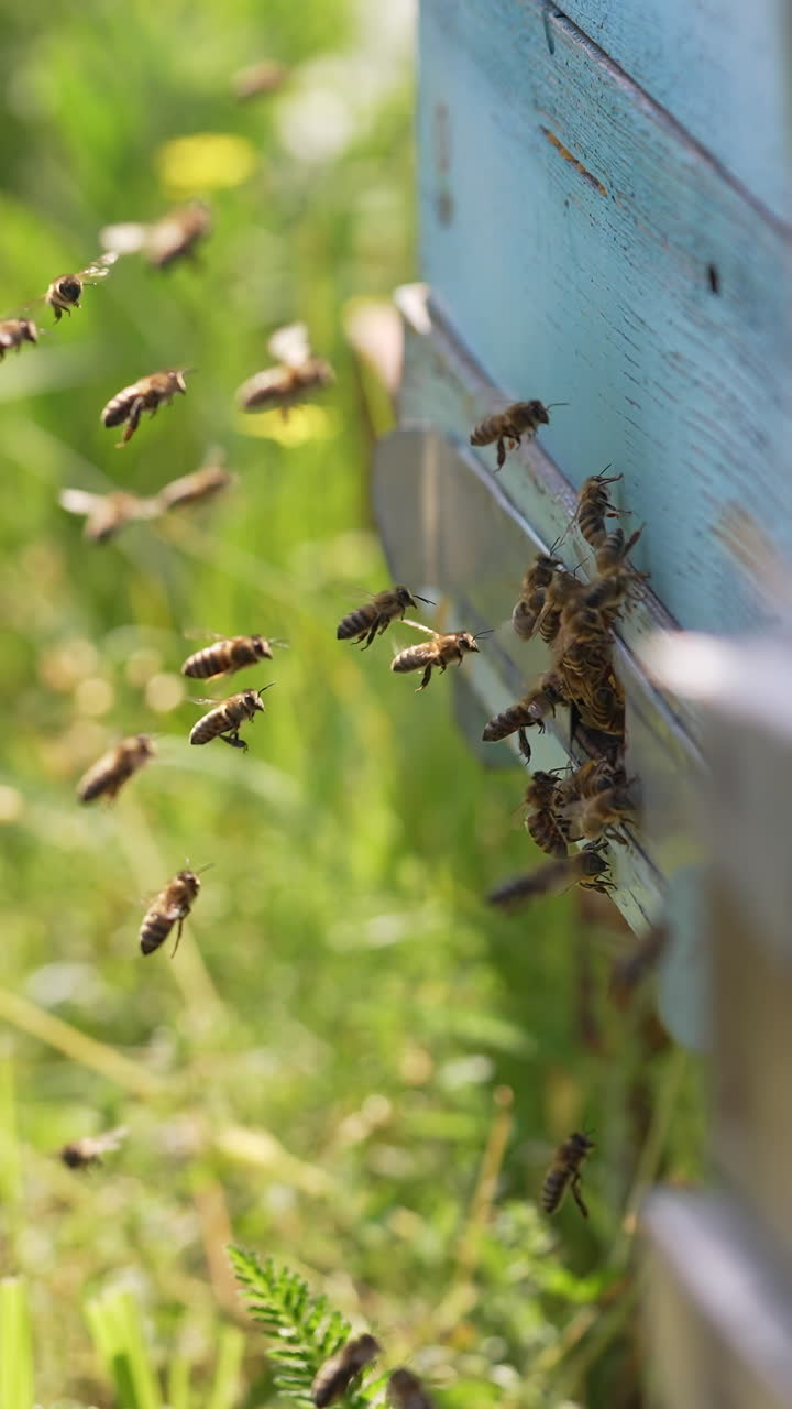 Bees flying near the beehive. Bees flying around beehive in spring field