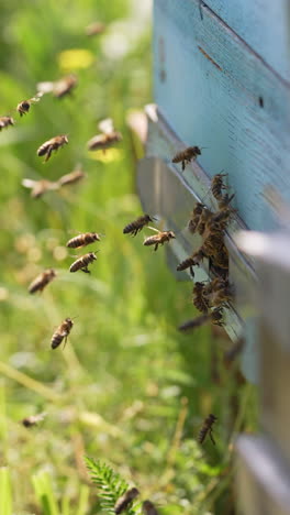 bees flying near the beehive. bees flying around beehive in spring field