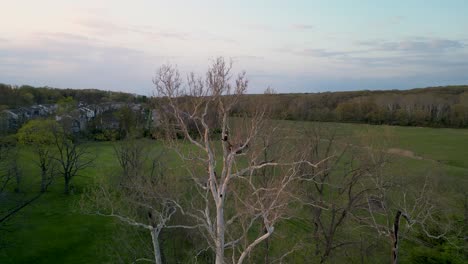 Aerial-orbit-of-tree-with-bald-eagles-in-it