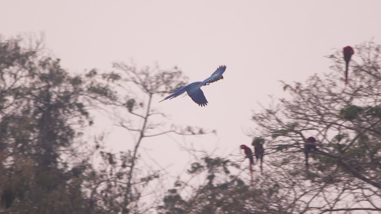 Deux aras bleus et jaunes volant avant d’atterrir dans un arbre à Tambopata, Pérou