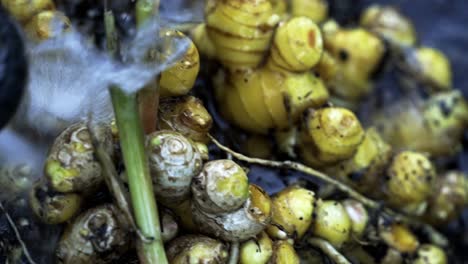 Primer-Plano-De-Jengibre-Lavado-De-La-Cosecha-Fiesta-Visual-De-La-Cosecha-De-Jengibre-Jardinería-Doméstica