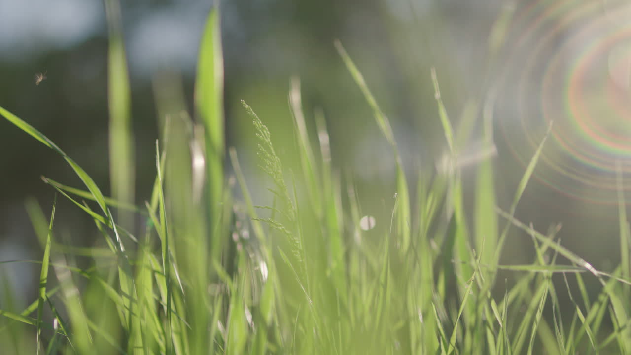 primer plano de la hierba verde