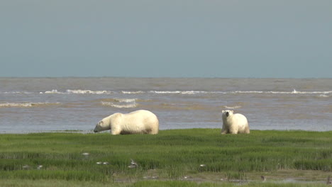 Los-Osos-Polares-Buscan-Hielo-En-El-Círculo-Polar-ártico