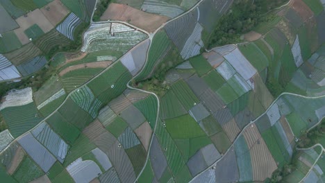 fascinante vista aérea de las plantaciones de hortalizas.