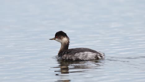 black-necked grebe, podiceps nigricollis