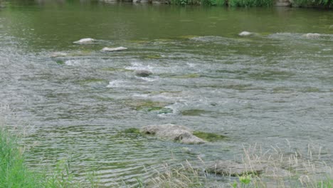 Shallow-Stream-with-Rapids-Forming-over-Rocks-in-Lake-Zurich,-Panning-Left-To-Right