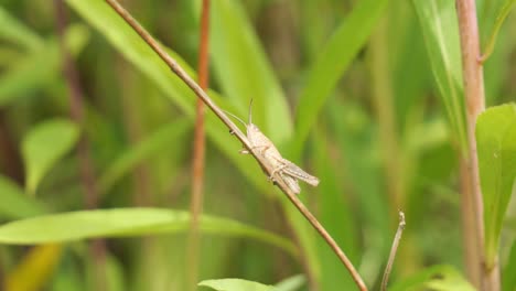 Eine-Kleine-Braune-Heuschrecke,-Die-Auf-Einem-Grünen-Grashalm-Auf-Einer-Wiese-Sitzt,-Nahaufnahme