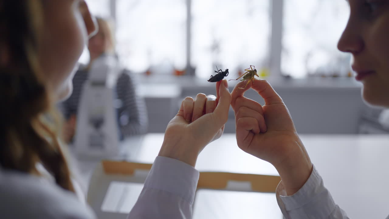 dos estudiantes examinan muestras de insectos en un aula