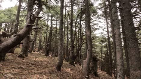 Beautiful-green-forest-on-a-sunny-day