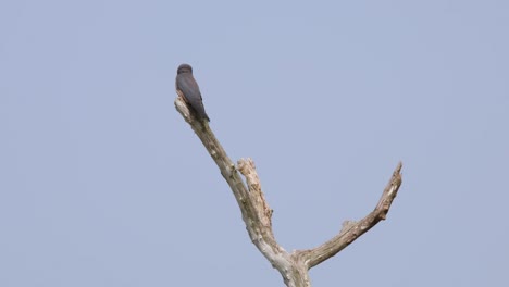 seen from its side while looking towards the camera and around choosing the best insect to catch and eat, ashy woodswallow artamus fuscus, thailand