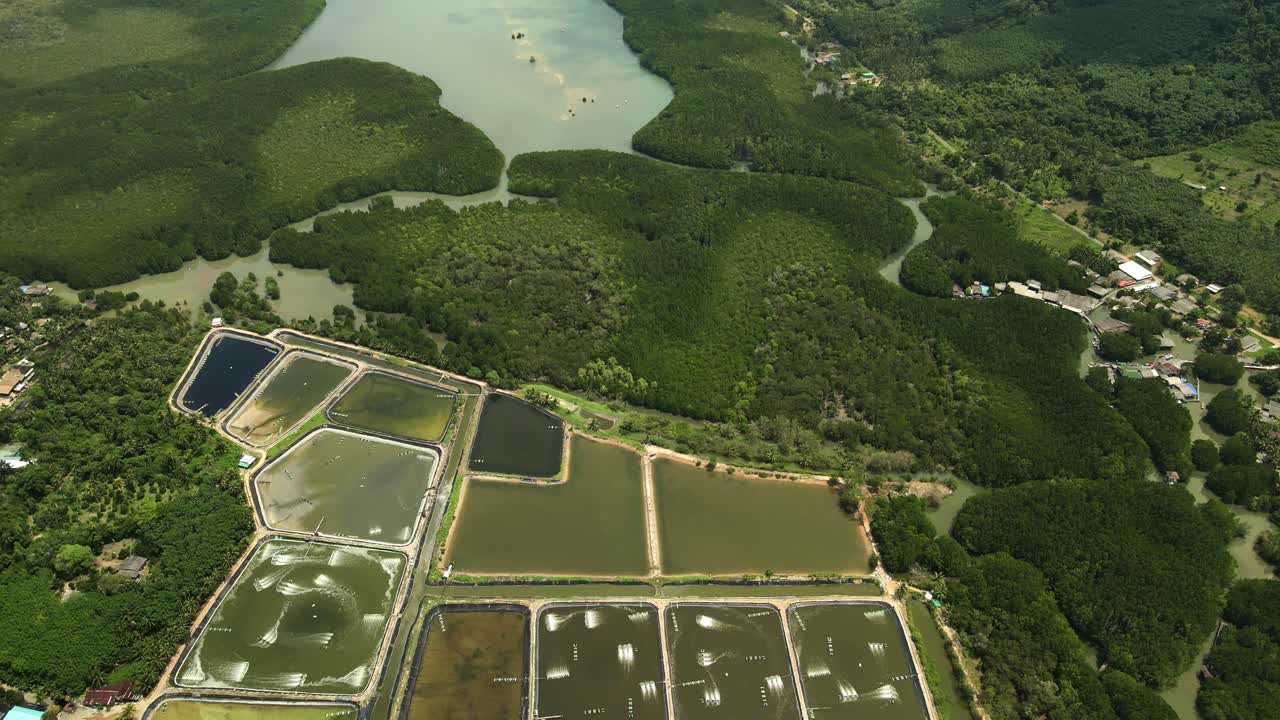 dron aéreo de la acuicultura industrial de granjas camaroneras
