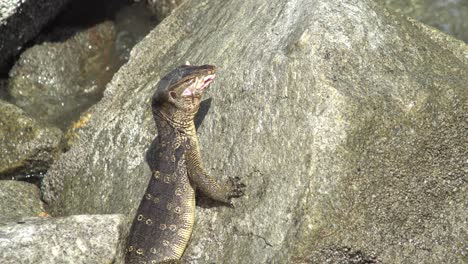 Monitor-lizard-eat-chicken