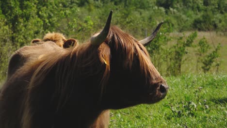 Hochlandrinder-Sind-Auf-Der-Wiese