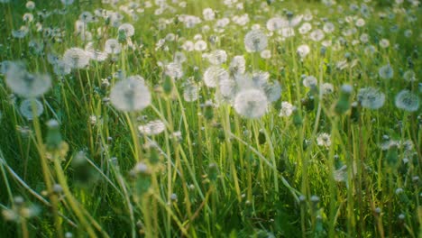 Dandelions-in-park-on-a-sunny-day-tilt