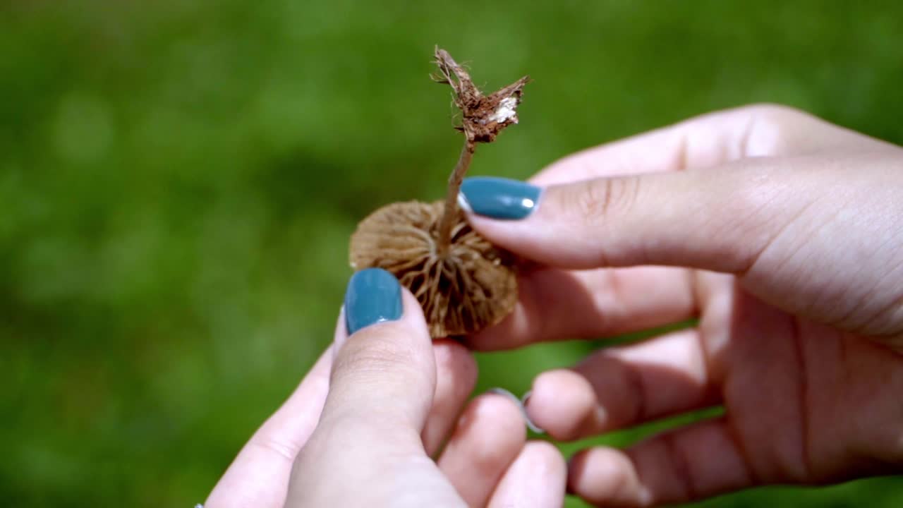 Close up of painted nails hand holding a small brown mushroom picked in garden
