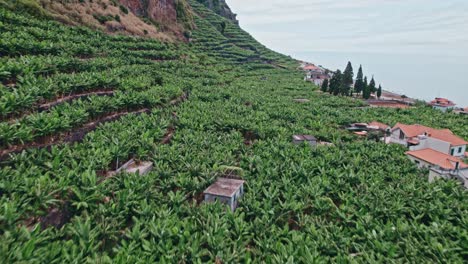 volando sobre las plantaciones de plátanos, madeira, costa, acantilados, playa, aéreo, disparo de drones