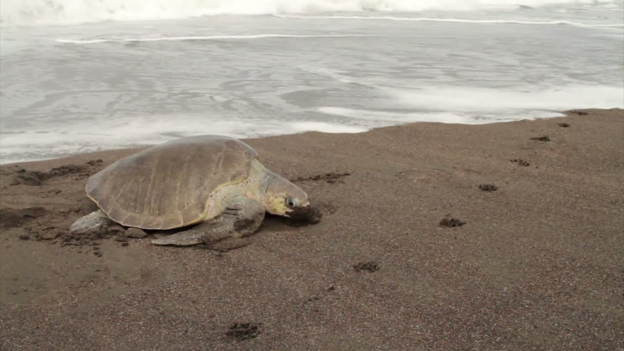 una tortuga marina lucha por la playa para poner huevos en la arena