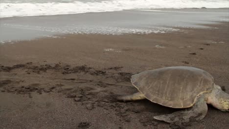 una tortuga marina lucha por la playa para poner huevos en la arena