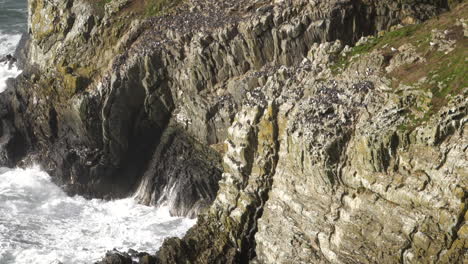 puffin seabird colony on cliffs above turbulent sea