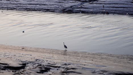 A-view-of-a-water-channel,-birds-swimming-in-the-water-and-standing-on-the-shore,-ducks-fish,-a-heron-standing-in-water