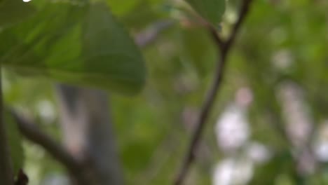disparo deslizante que revela una hermosa flor de manzana blanca y rosada - de cerca con fondo borroso